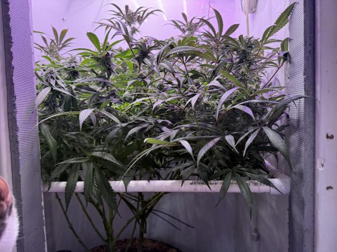 Boardwalk Bubba LIHE. Week 15
