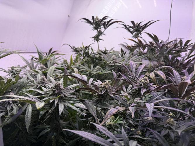 Boardwalk Bubba LIHE. Week 16