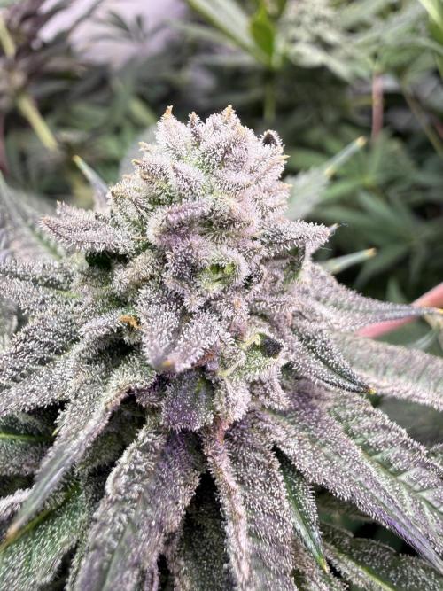 Boardwalk Bubba LIHE. Week 16