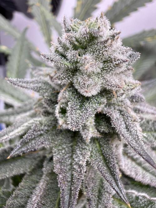 Boardwalk Bubba LIHE. Week 16