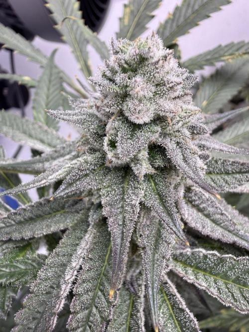 Boardwalk Bubba LIHE. Week 16