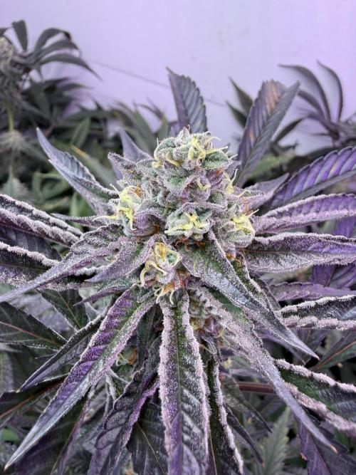Boardwalk Bubba LIHE. Week 16