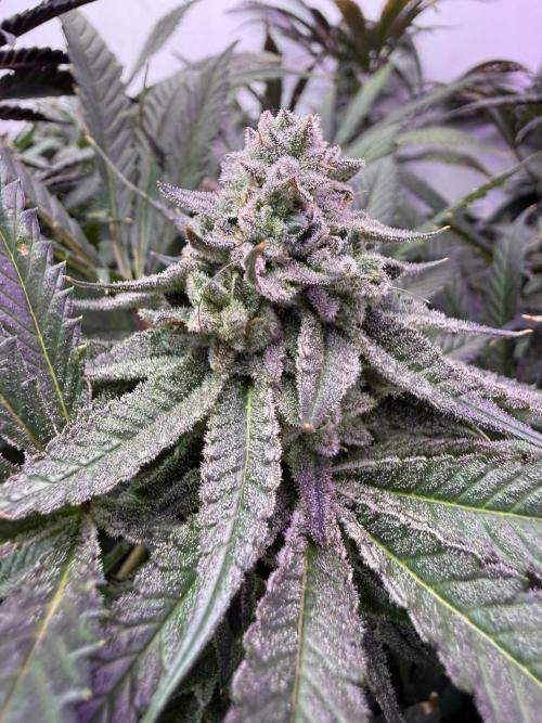 Boardwalk Bubba LIHE. Week 16
