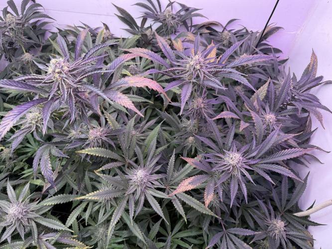 Boardwalk Bubba LIHE. Week 16