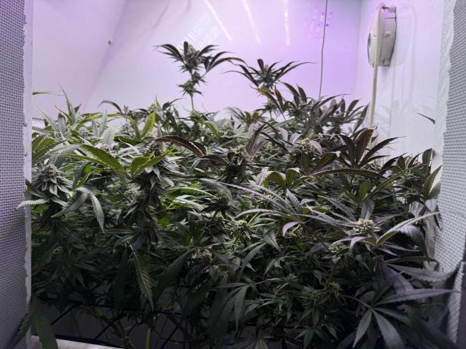 Boardwalk Bubba LIHE. Week 16