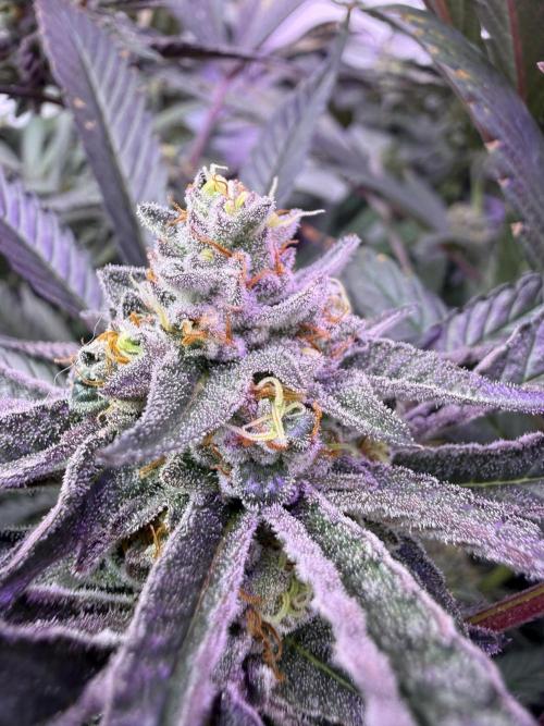 Boardwalk Bubba LIHE. Week 16