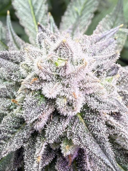 Boardwalk Bubba LIHE. Week 16