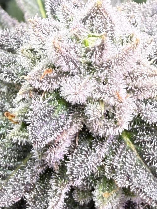 Boardwalk Bubba LIHE. Week 16