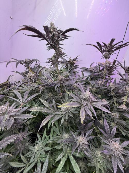 Boardwalk Bubba LIHE. Week 17