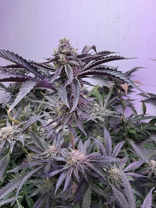 Boardwalk Bubba LIHE. Week 17