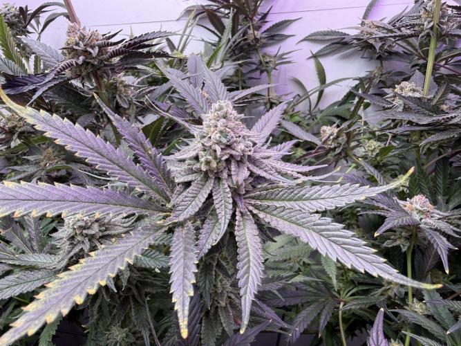 Boardwalk Bubba LIHE. Week 17