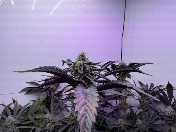 Boardwalk Bubba LIHE. Week 17