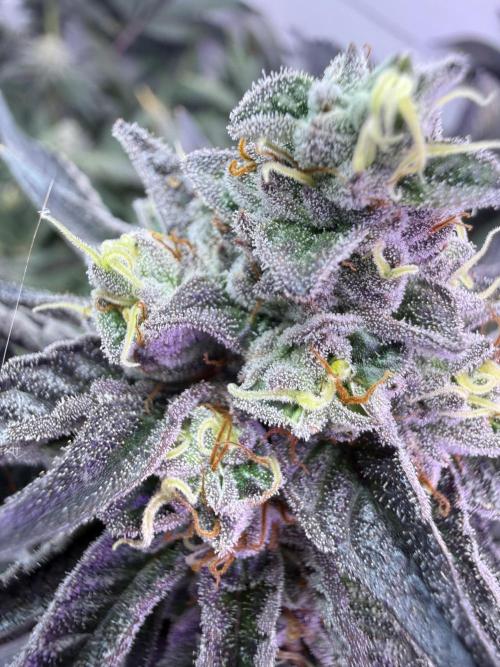 Boardwalk Bubba LIHE. Week 17