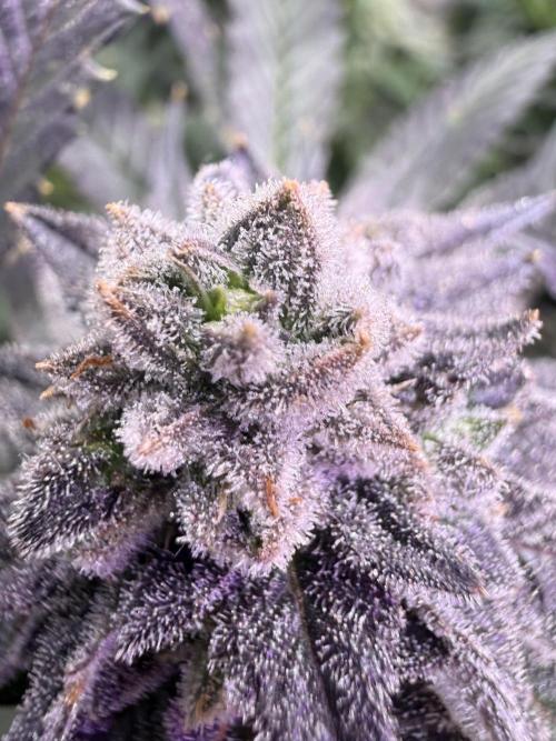 Boardwalk Bubba LIHE. Week 17