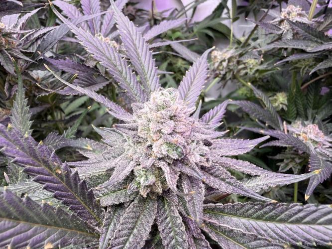 Boardwalk Bubba LIHE. Week 17