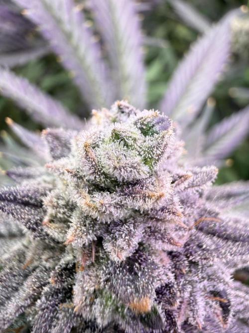 Boardwalk Bubba LIHE. Week 17
