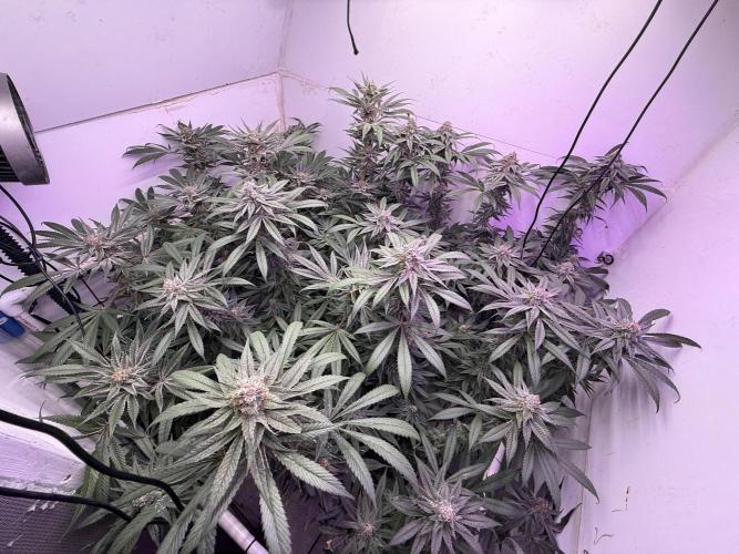 Boardwalk bubba round 3. Week 7