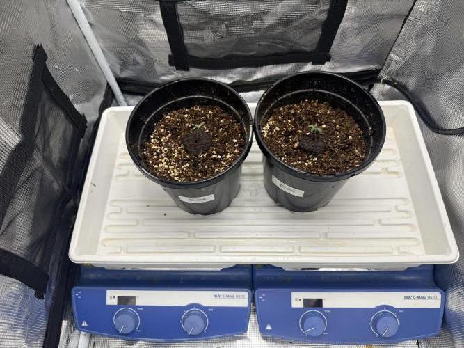 Boardwalk Bubba LIHE. Week 0 - I’m gonna keep one a little bit warmer for the next 24 hours. 