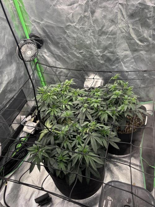 Grow #2. Week 7 - Day 1 flower before defoliation 