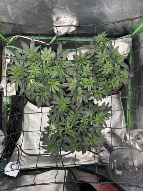 Grow #2. Week 7 - Day 1 flower before defoliation 