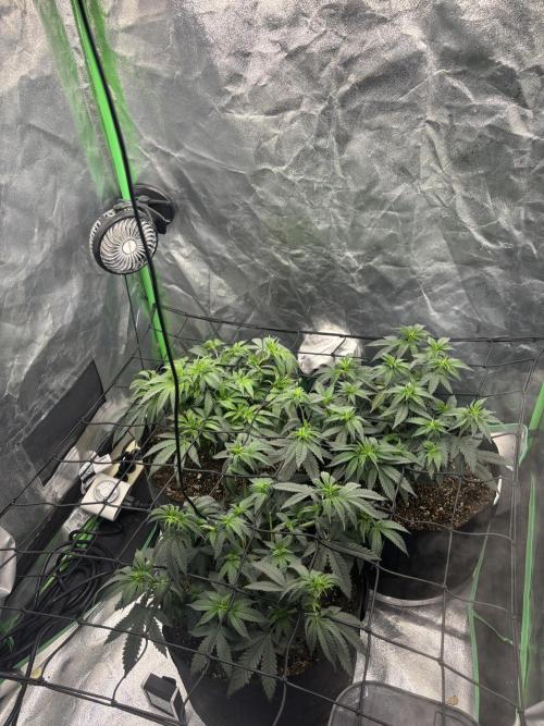 Grow #2. Week 7 - Day 5 flower after defoliation 