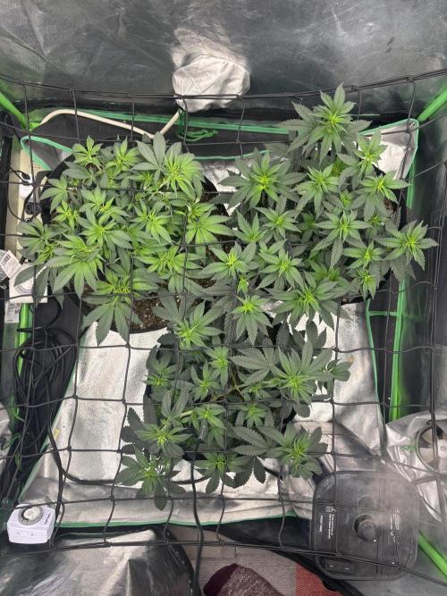 Grow #2. Week 7 - Day 5 flower after defoliation