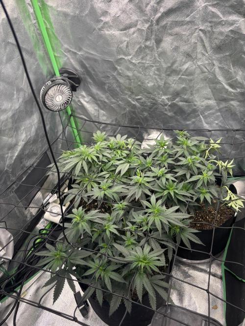 Grow #2. Week 8