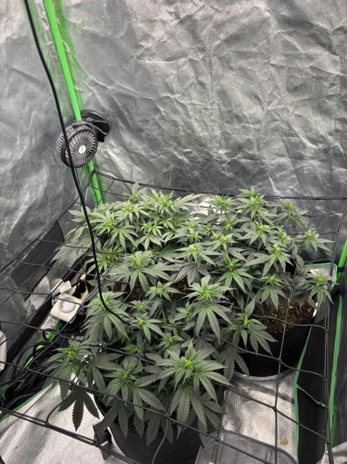 Grow #2. Week 8