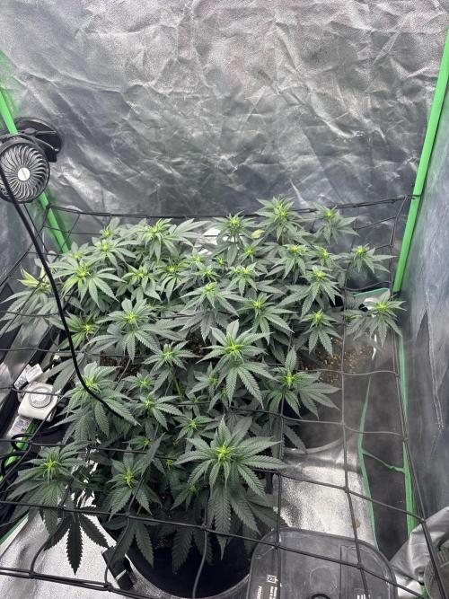 Grow #2. Week 8