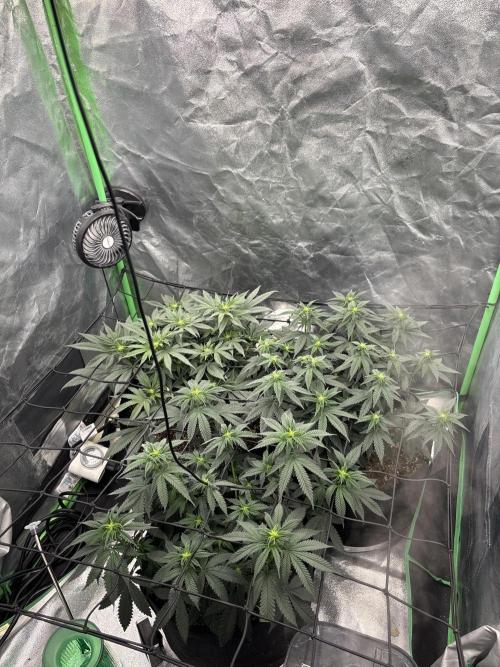Grow #2. Week 9