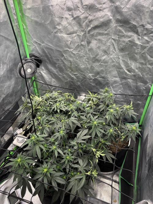 Grow #2. Week 9