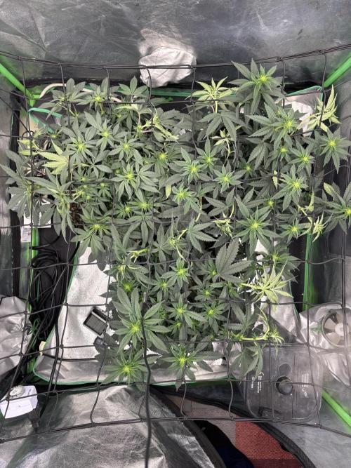Grow #2. Week 9
