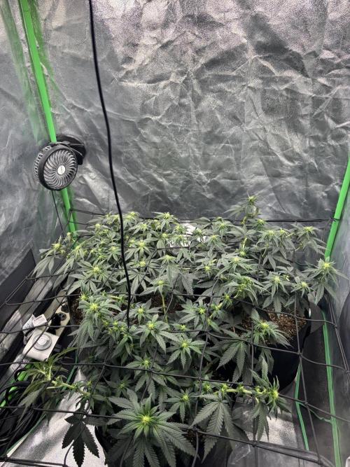 Grow #2. Week 10