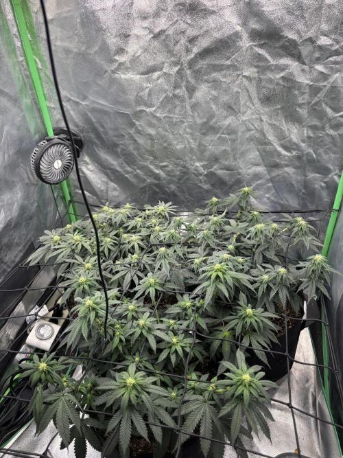 Grow #2. Week 10