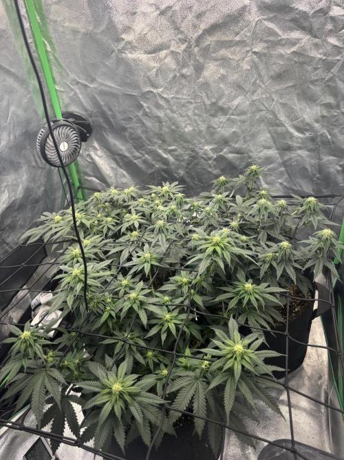 Grow #2. Week 10