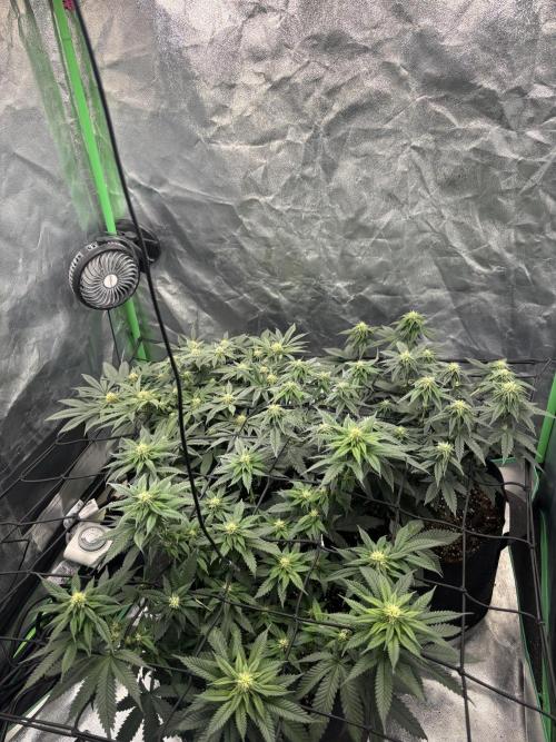 Grow #2. Week 11