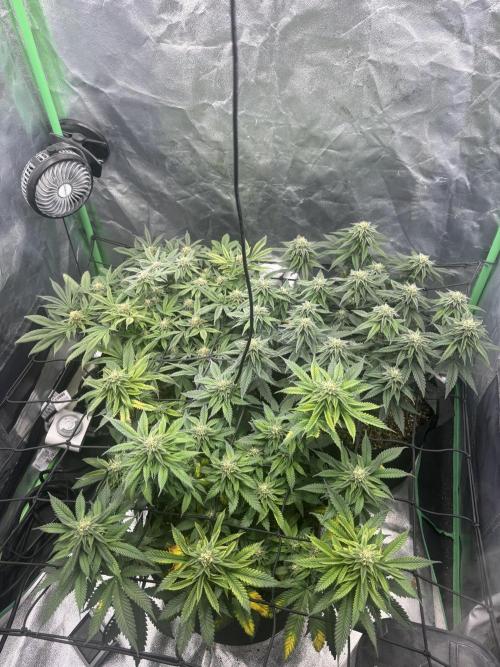 Grow #2. Week 12