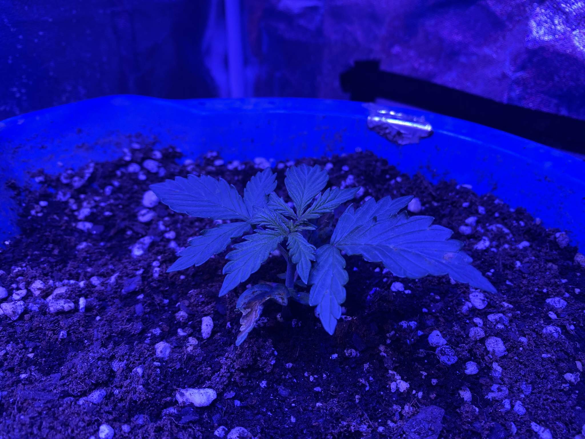 Nirvana Blue Cheese Auto grow diary (journal) week2 by enzone GrowDiaries