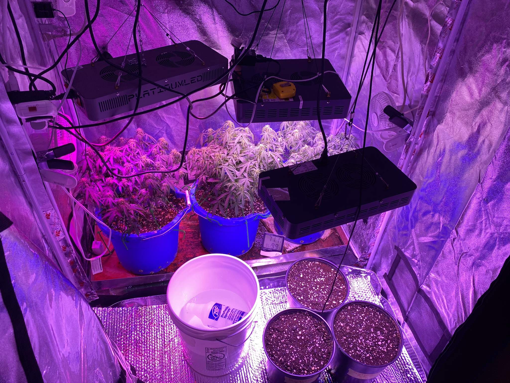 Nirvana Blue Cheese Auto grow diary (journal) week6 by enzone GrowDiaries