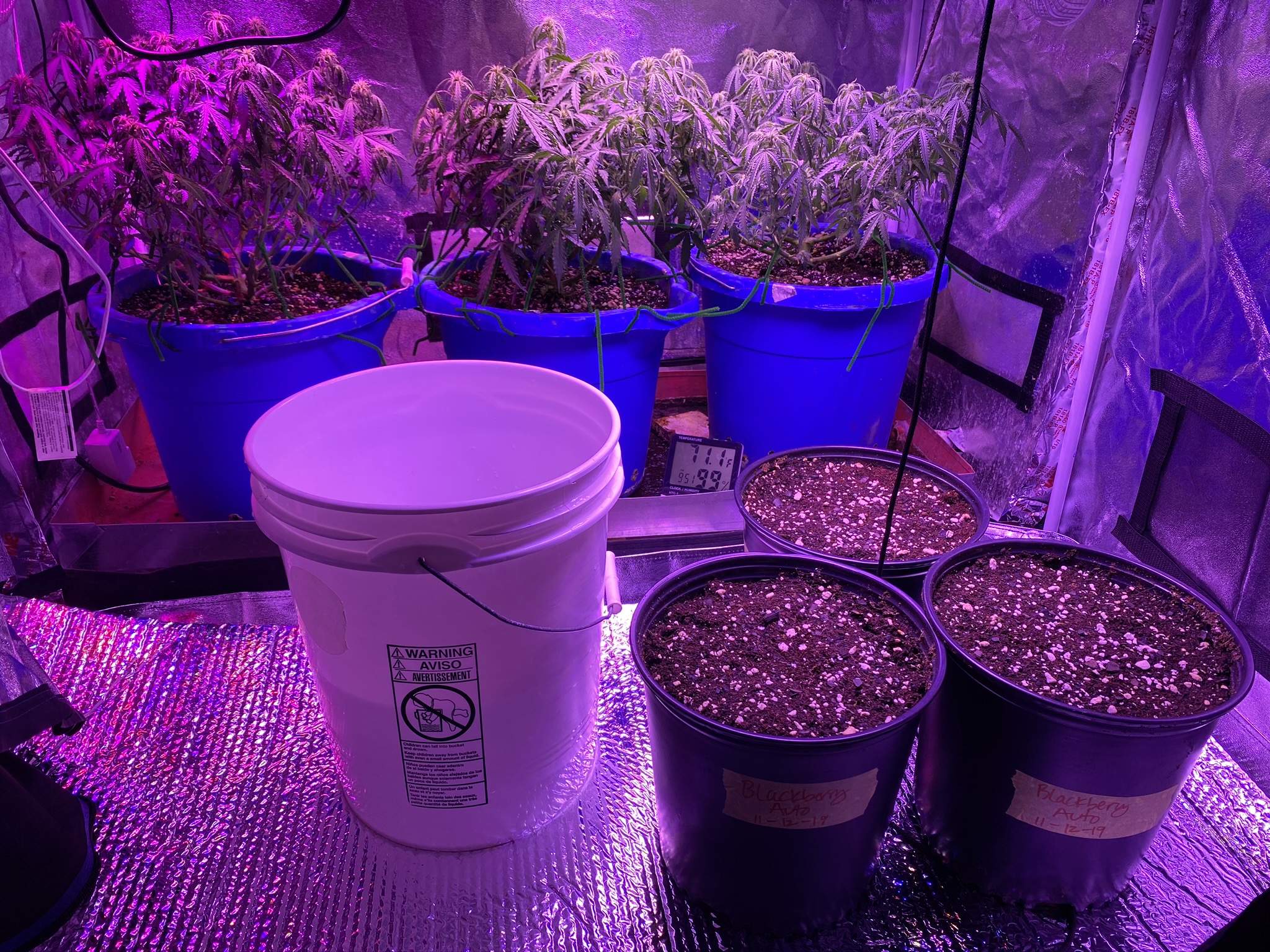 Nirvana Blue Cheese Auto grow diary (journal) week6 by enzone GrowDiaries