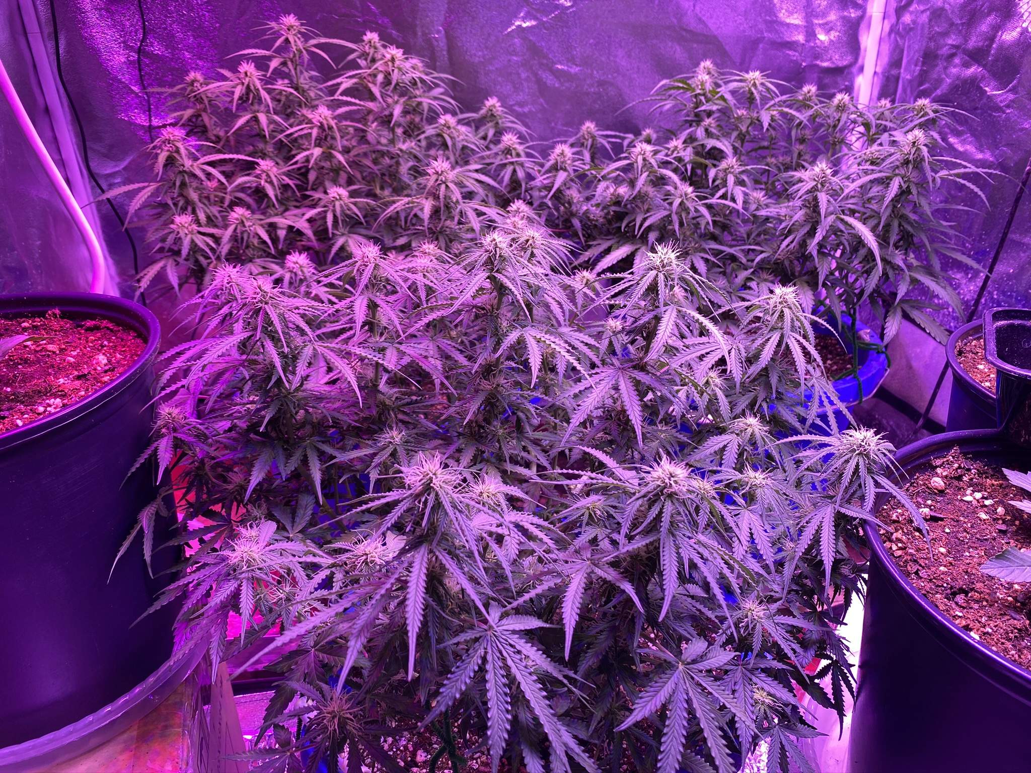 Nirvana Blue Cheese Auto grow diary (journal) week7 by enzone GrowDiaries