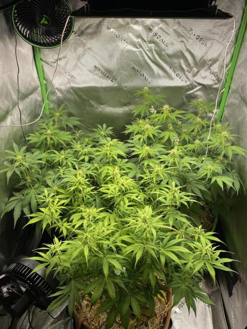 Super Lemon Haze Auto. Week 7 - Thinking I had some ph issues around week 5