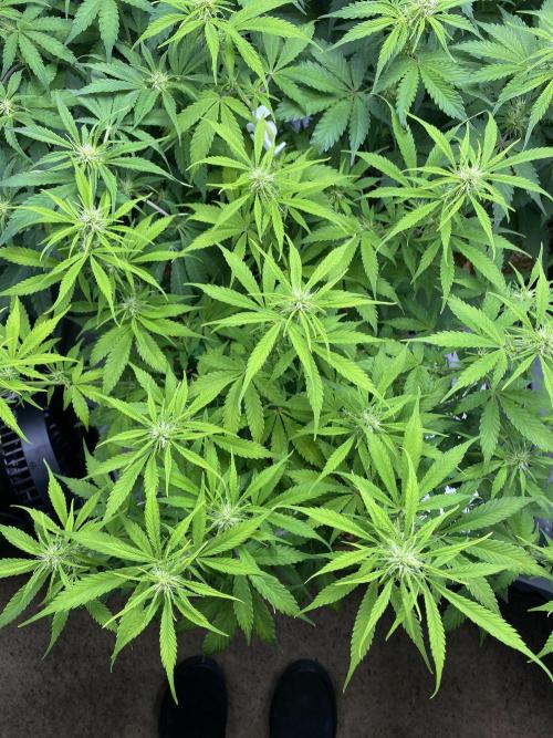 Super Lemon Haze Auto. Week 7 - Thin leaves and lightest color of the group