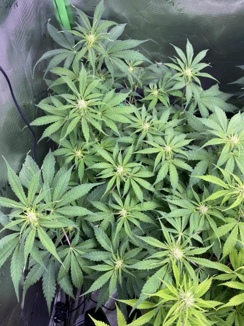 Super Lemon Haze Auto. Week 7 - Plant 2 stayed short and stocky 