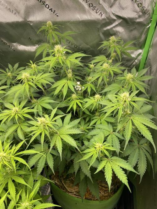 Super Lemon Haze Auto. Week 7 - Plant 3 shot up during the stretch and is lookin like the best so far