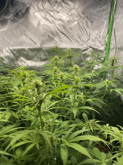 Super Lemon Haze Auto. Week 7