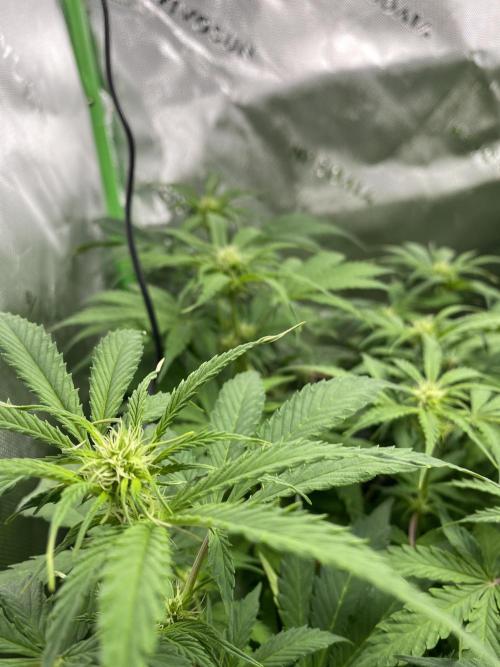Super Lemon Haze Auto. Week 7 - Plant 2