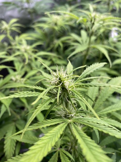 Super Lemon Haze Auto. Week 7 - Plant 1