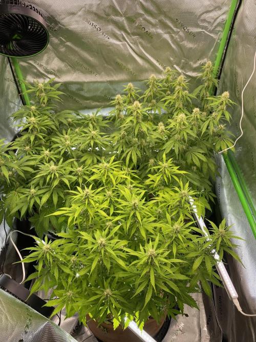 Super Lemon Haze Auto. Week 8