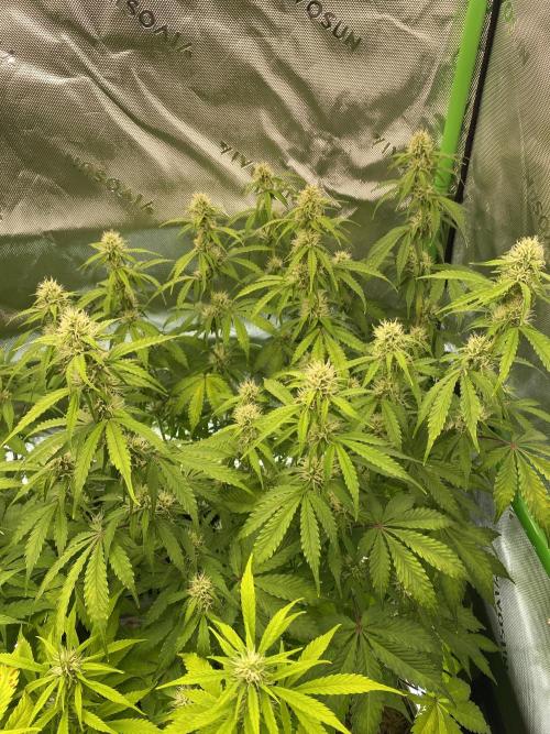 Super Lemon Haze Auto. Week 8